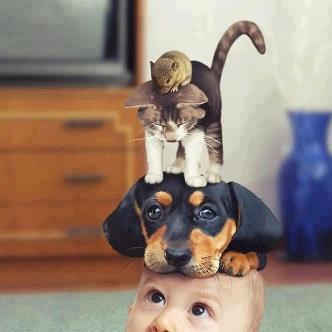 Ljubimci mu se popeli navrh glave