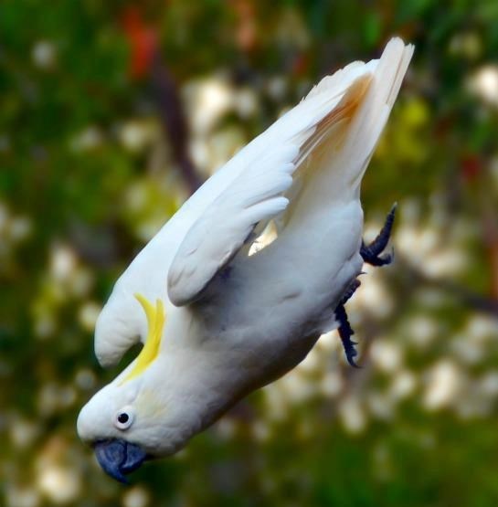Kakadu vježba skokove na glavu