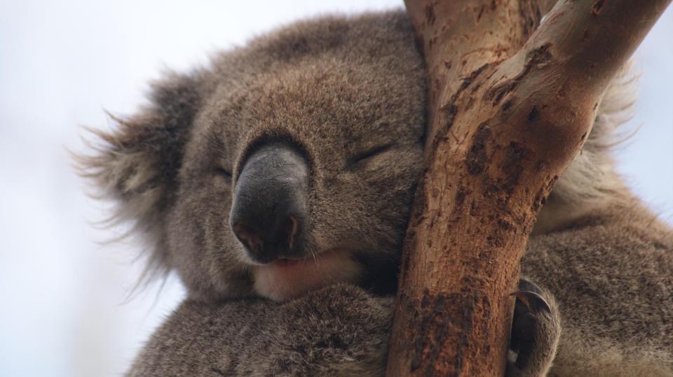 Pospana koala