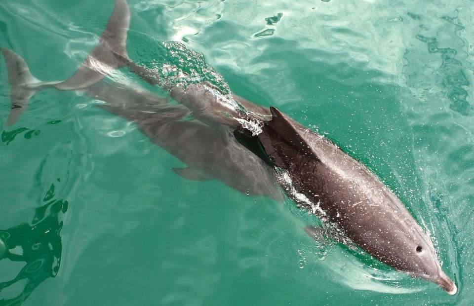 Dupinić uživa u plivanju s mamom