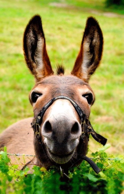 Magarčić ti pokušava dati pusu