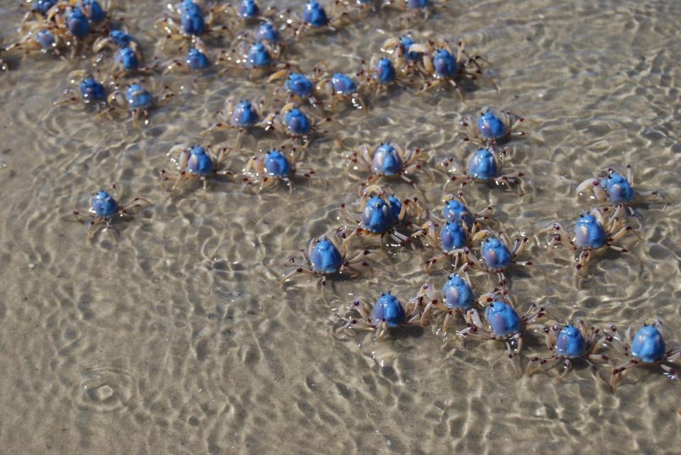 Četa plavih rakova na putu prema morskim dubinama