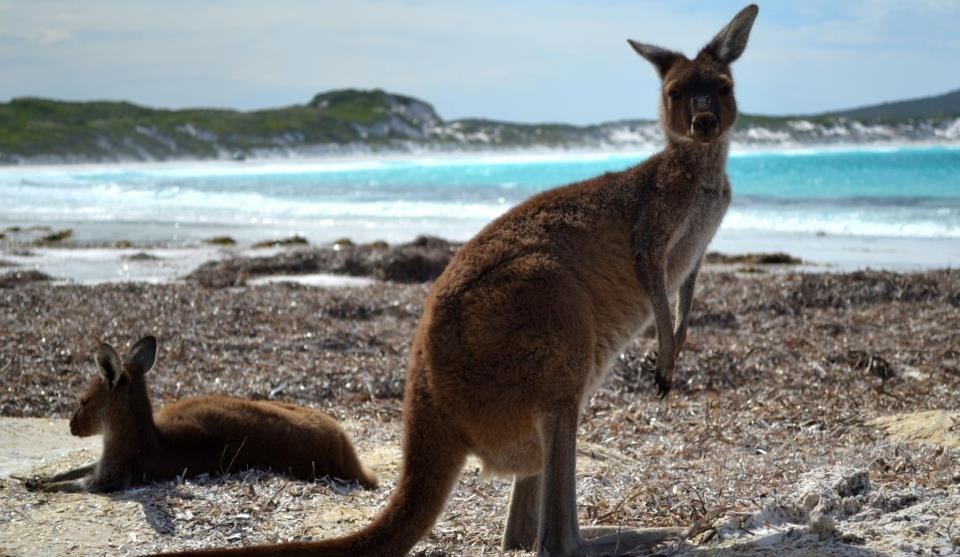 Klokani uživaju na plaži