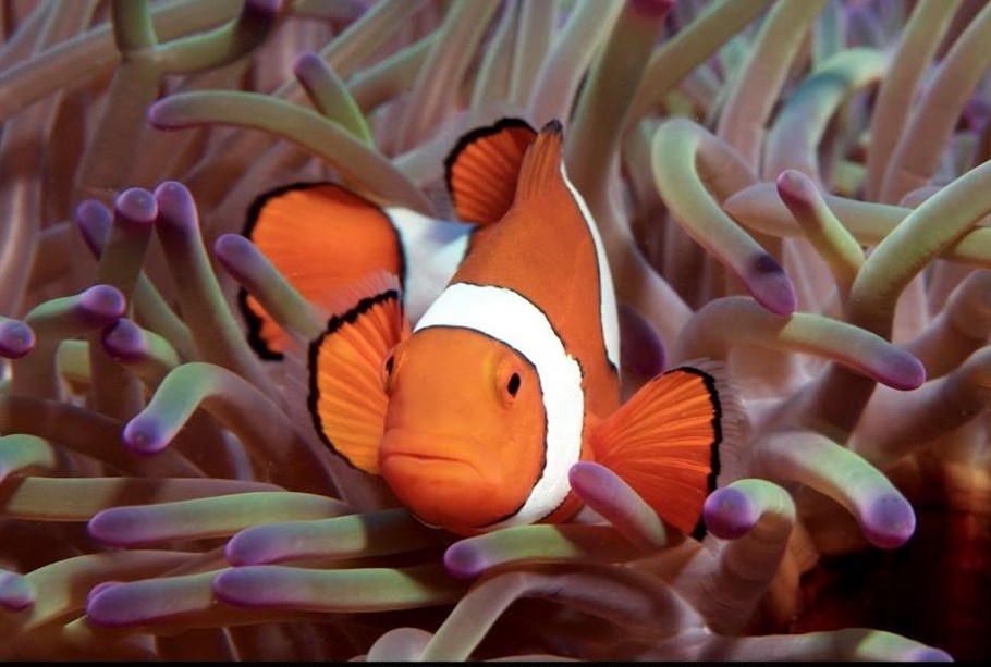 Nemo je konačno pronađen :)