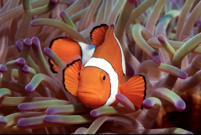 Nemo je konačno pronađen :)