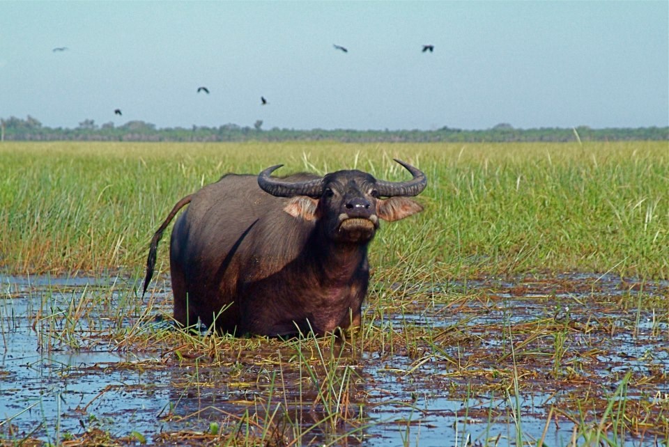 Zajeb dana: Razjarenog bika omeo u meditiranju