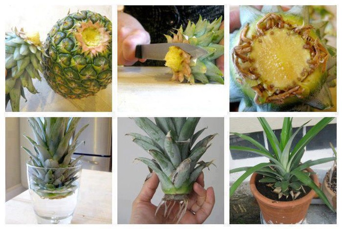 Uzgoji sam svoj ananas