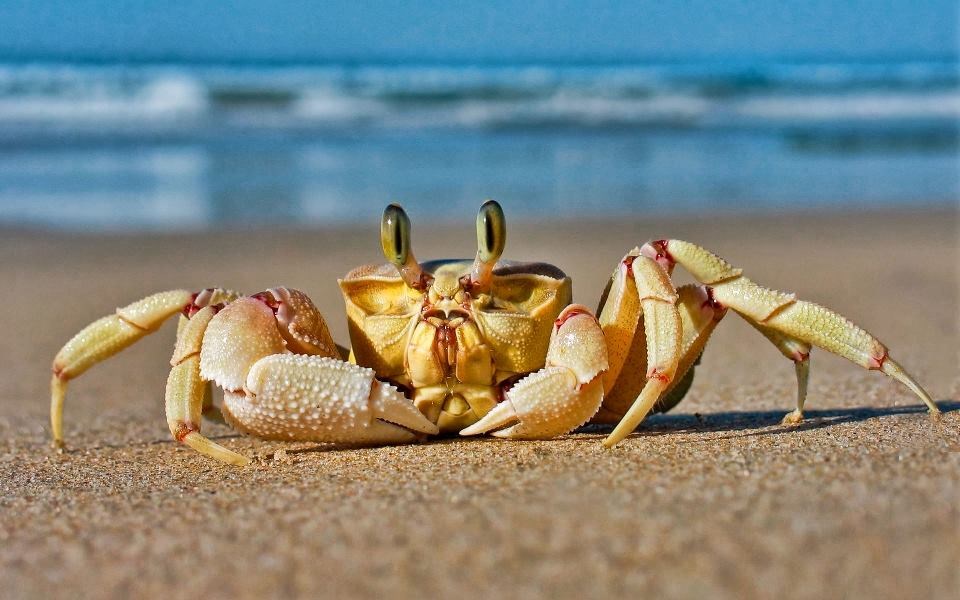 Rak iznenađen fotosešnom