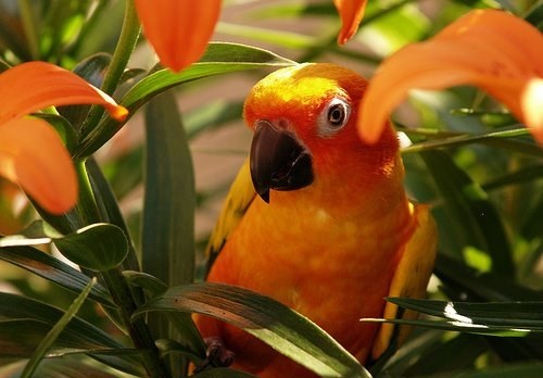 Papiga se stopila s prirodom