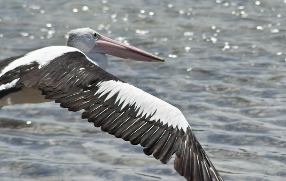 Pelikan se sprema za polijetanje