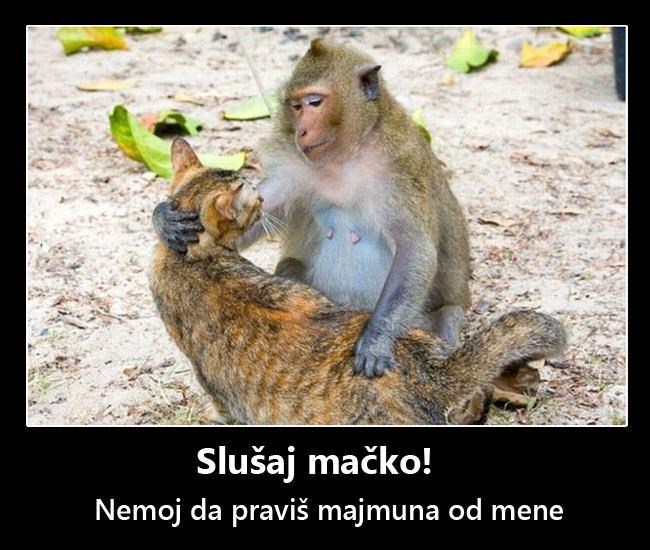 Maco, ne zafrkavaj majstora zavođenja!