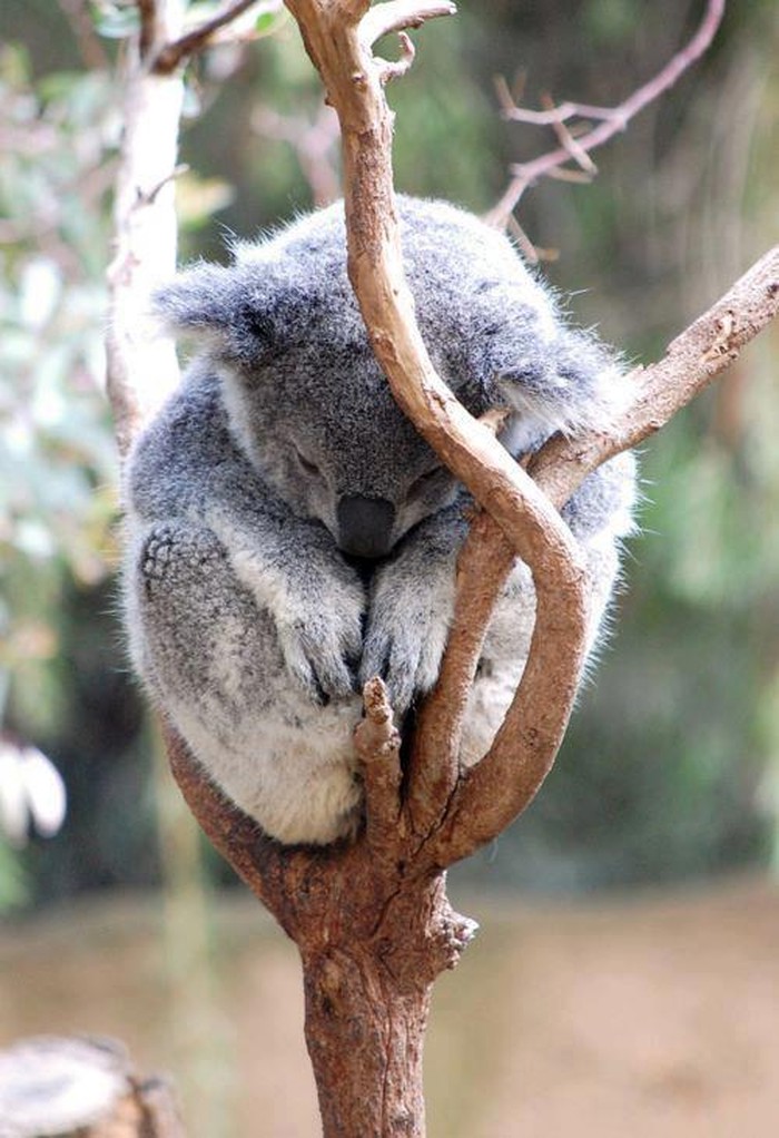 Koalica meditira, ne remeti joj kozmičku ravnotežu