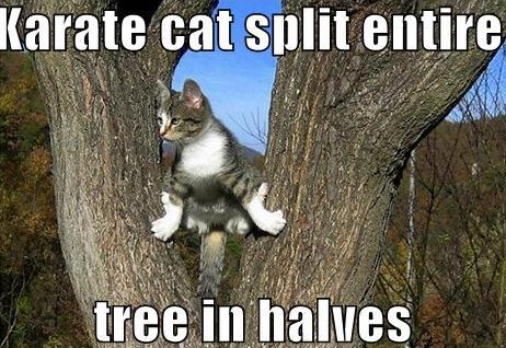 Karate mica maca odrađuje jutarnji trening