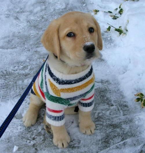 Toliko sladak da se i snijeg topi