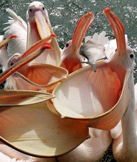 Pelikani strašno ogladnjeli