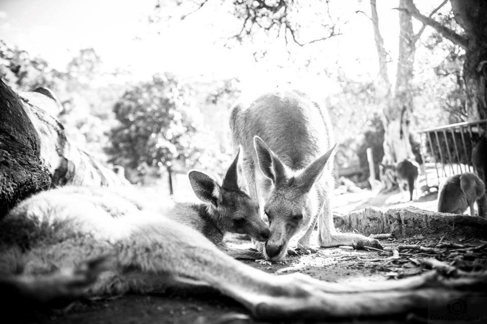 Evo, pusicu ti dam, jer te jako volim...