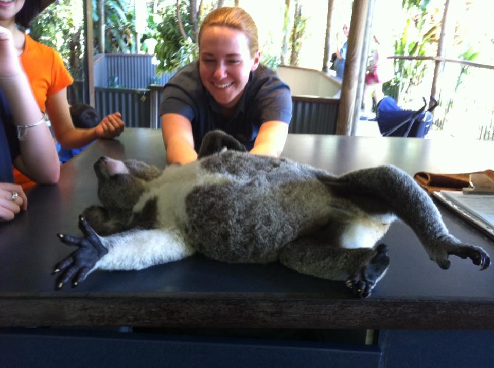 Koalica se izvalila i uživa u češkanju