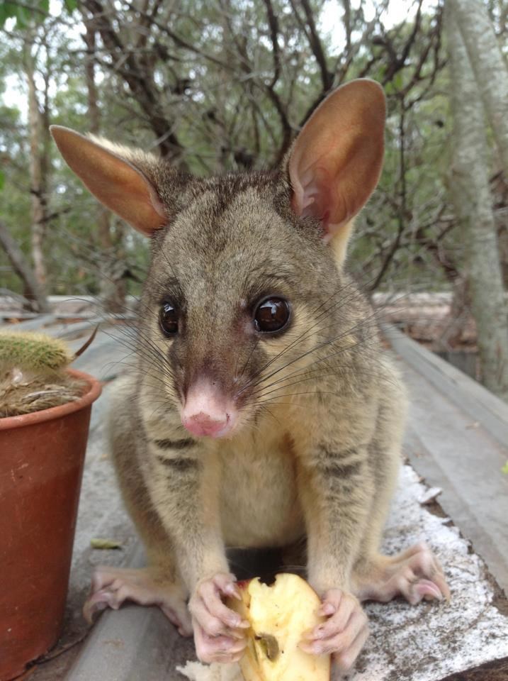 Mali oposum njupa jabučicu