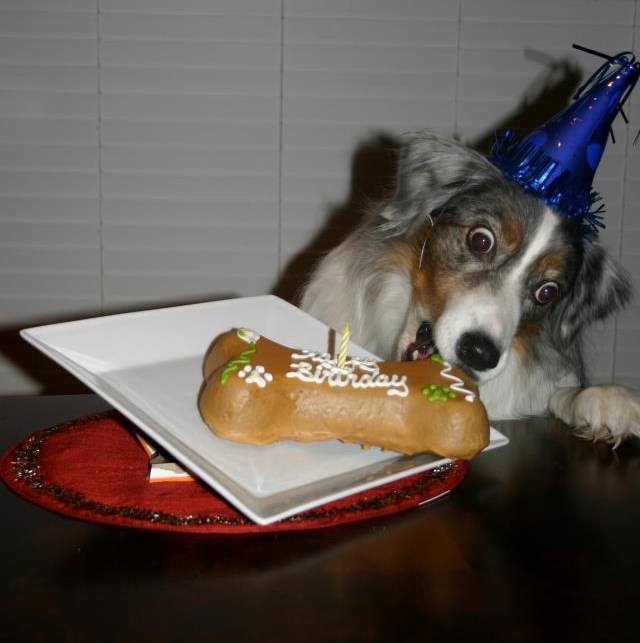 Psić dobio tortu za ročkas i pobenavio od sreće