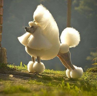 Stajliš pudlica pozira za sexy pseći magazin