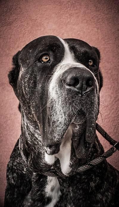 Kad mala vidi ovaj portret, ima da odma padne sa šapa