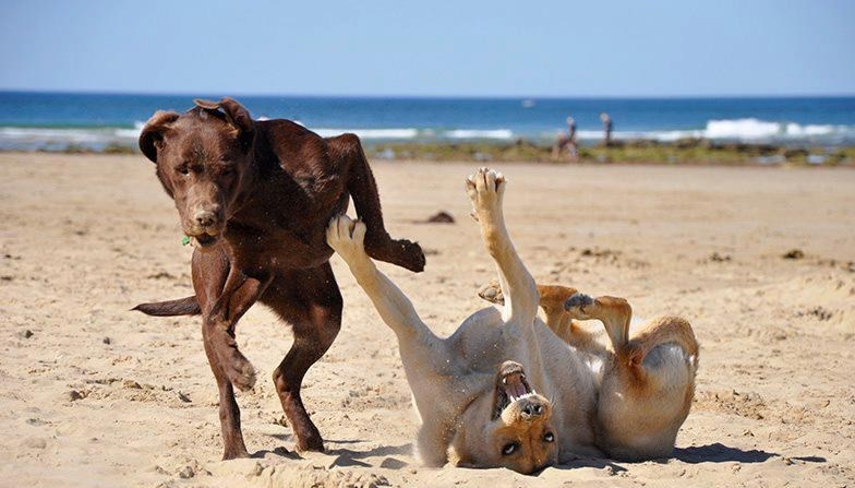 Zaigrani psi pobenavili od sreće na pješčanoj plaži