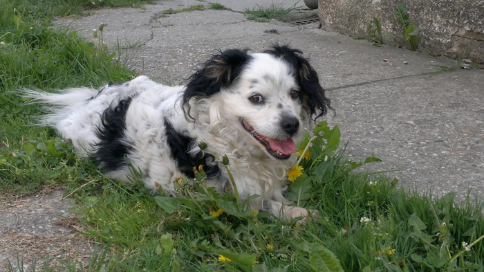 Buby odmara