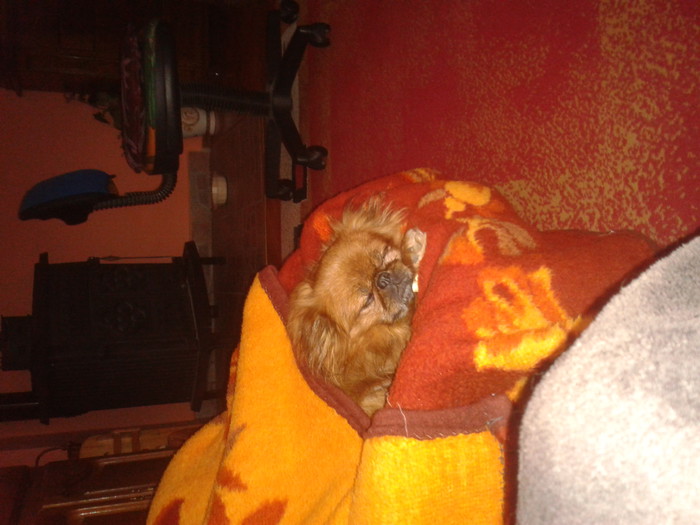 Odie spava