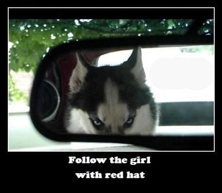 Crvenkapavica najebala