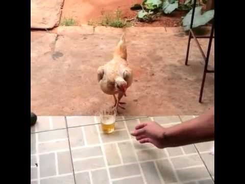 VIDEO: Agresivna kad popije - kokoš se naroljala i ne da pivu!