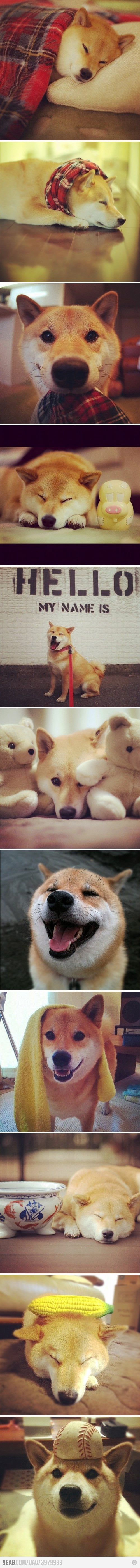 GALERIJA: Shiba inu - kraljevi poziranja psećeg svijeta