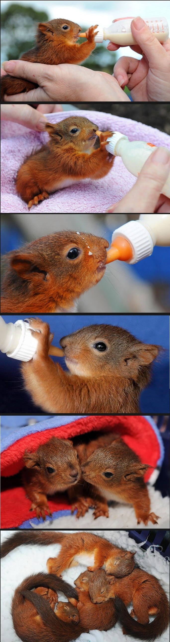 GALERIJA: Bebice vjeverci imali sreće i došli u ruke dobrih ljudi