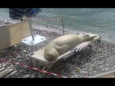 VIDEO: A jesi tuljan, pa nisi se namazao!