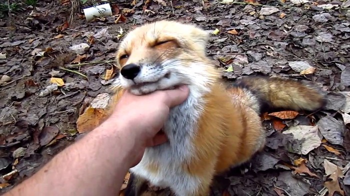 Umiljata lisica :) Super cute video