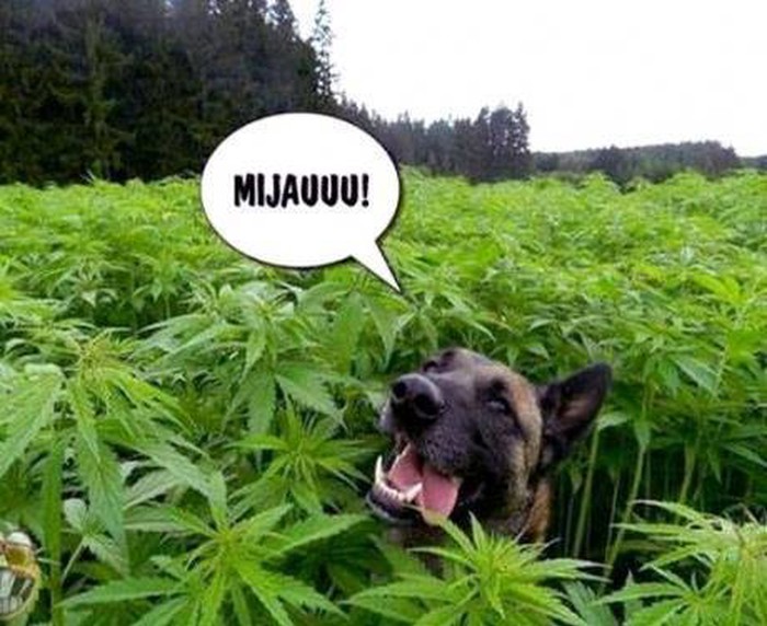 Mnjaaaauuuuu