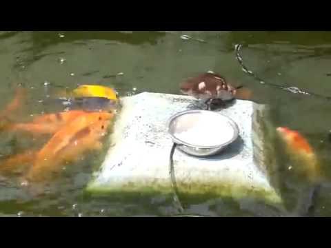 Little Duck Feeding The Fish