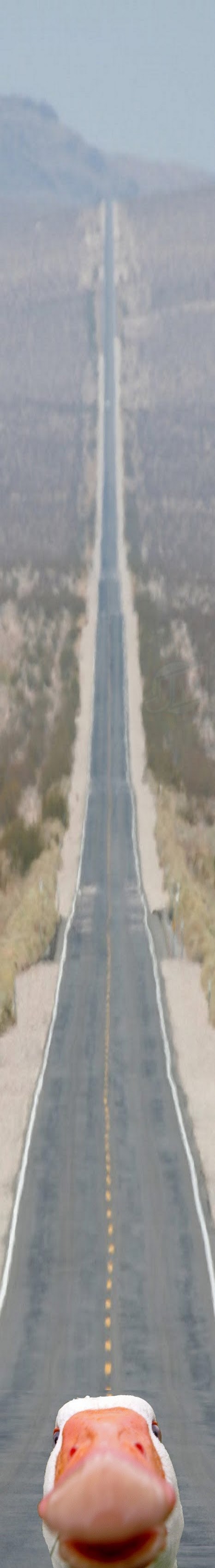 Na kraju ceste- patka