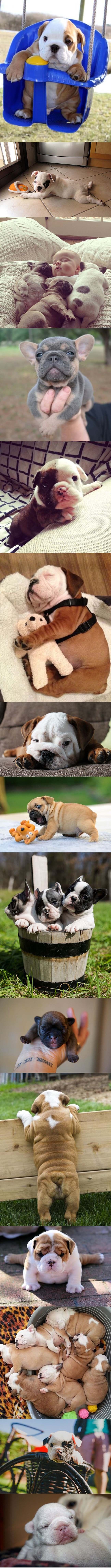 TOP 15 najslađih bebi buldoga koji će vam popraviti dan