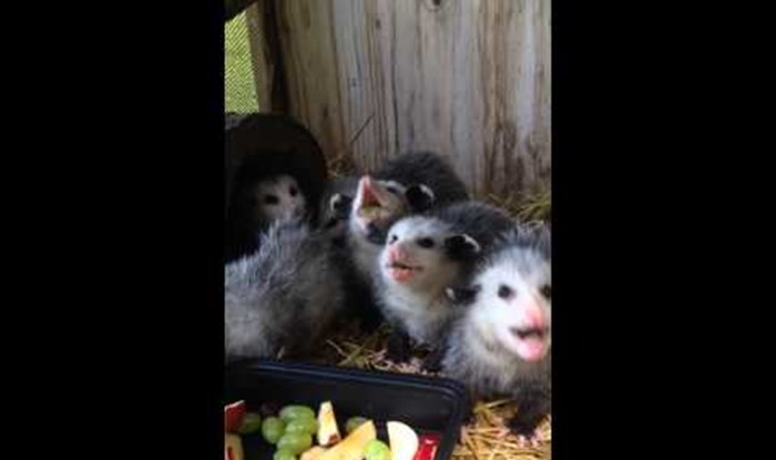 VIDEO: Toliko su slatki da se čine nestvarnima!