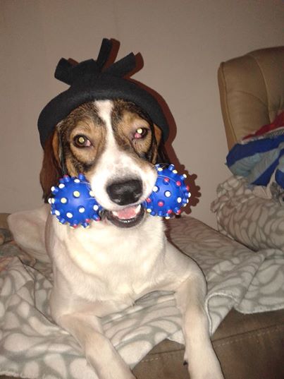 Moj snoopy Boom 