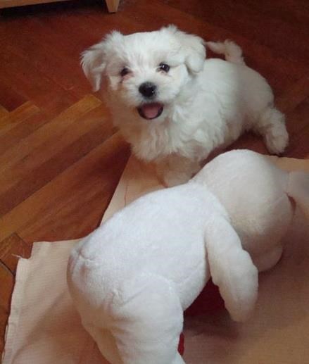 Billie voli svoga medu