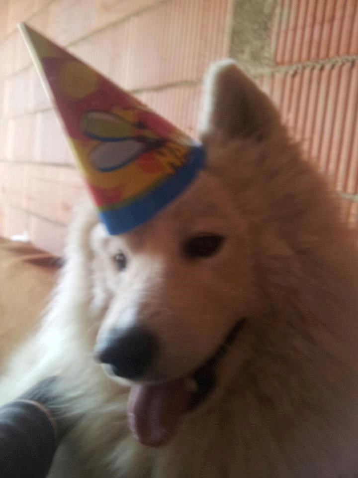 Dante slavi rođendan