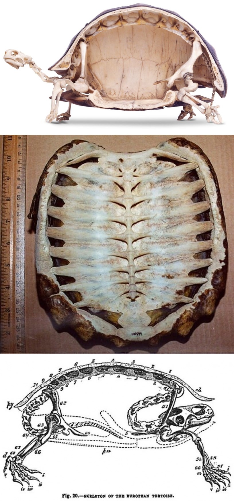 GALERIJA: Evo zašto kornjača ne može iz svog oklopa