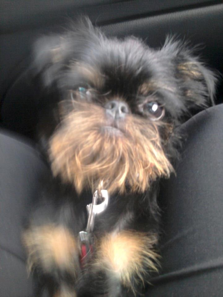 Mali peso Rex osvaja slatkoćom