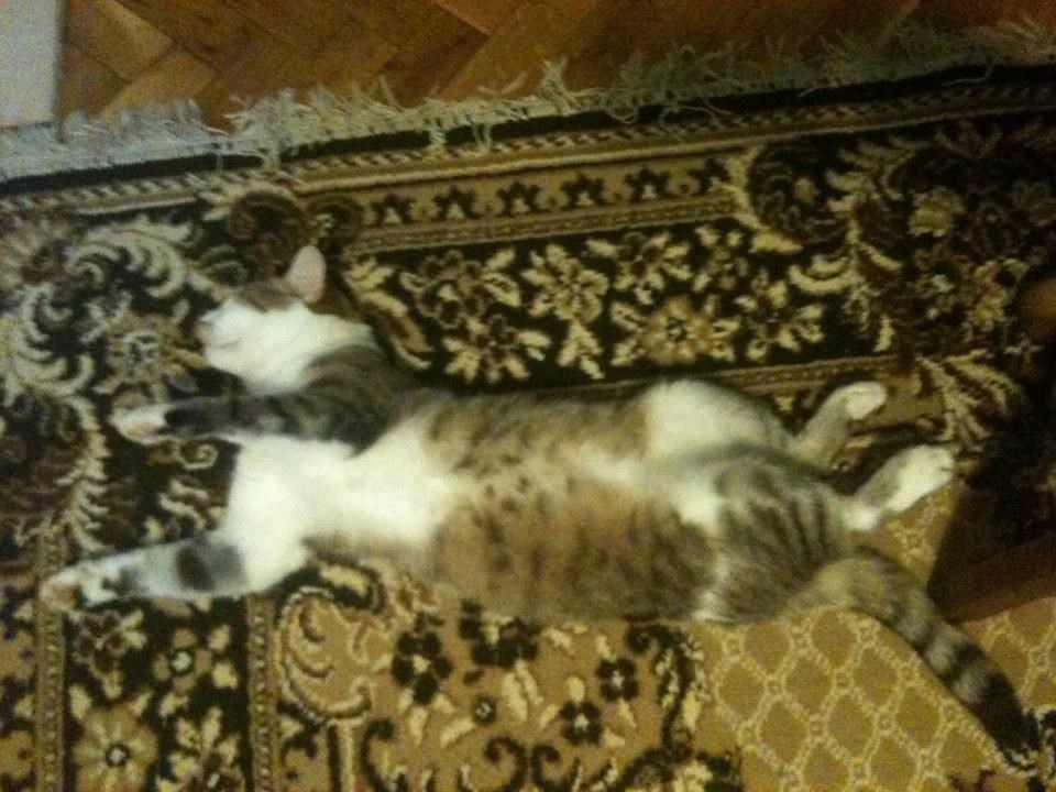 moj mačak :)