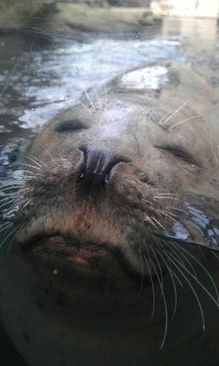 Pusa