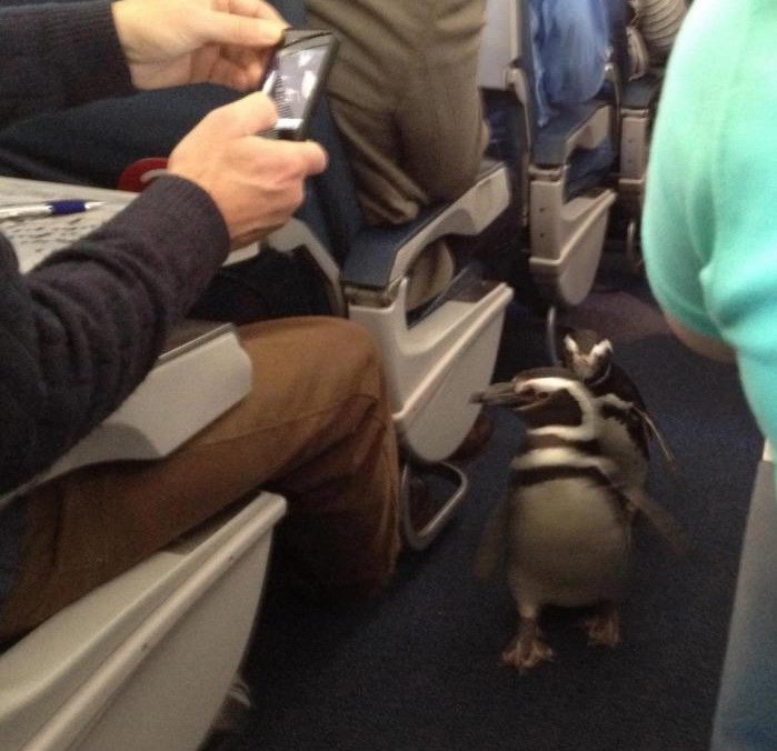 Osmijeh na lice i mašite, dečki! Osmijeh na lice i mašite! 