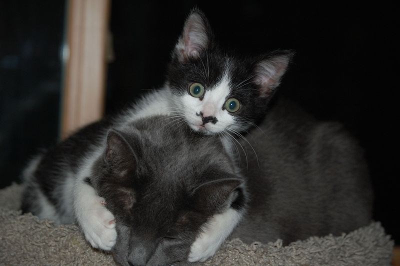 Svi vole iznenađenu macu! 