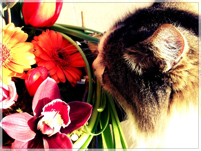 give youre girl a flower... 