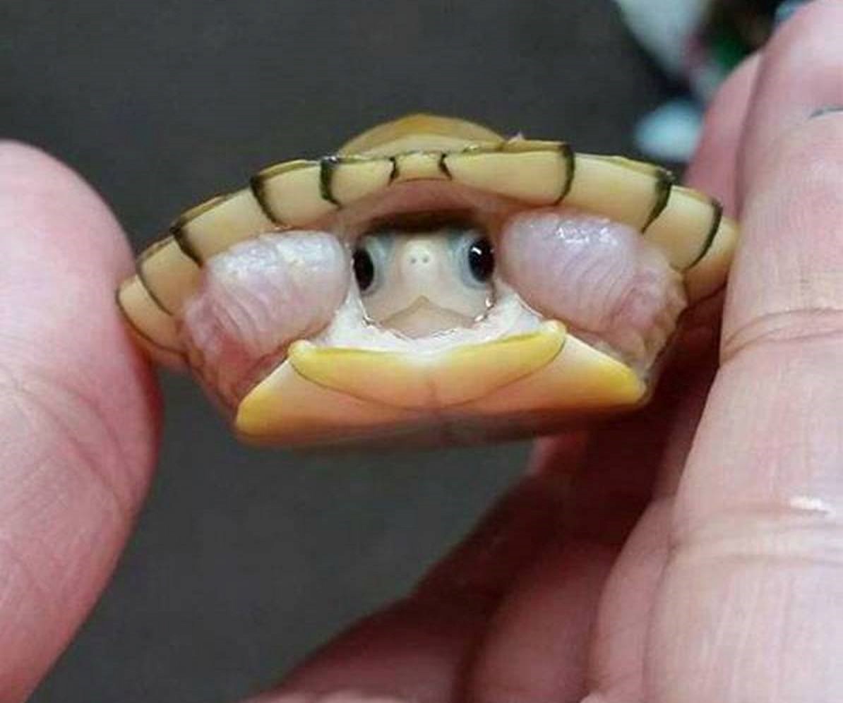 Kornjačica sa sombrerom